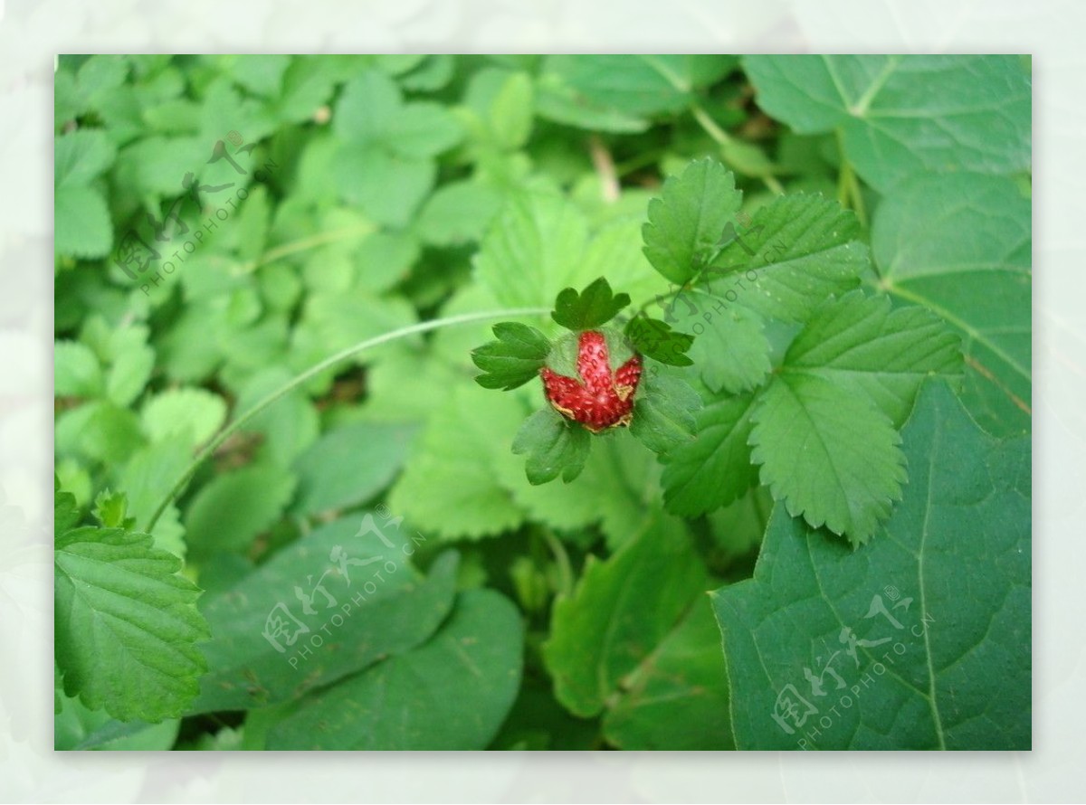 草莓野草莓图片