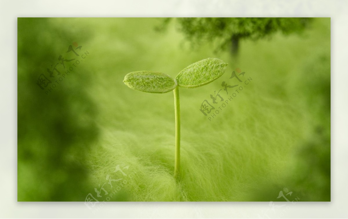 小草嫩芽图片