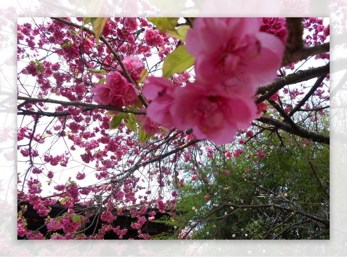 繁花似锦图片