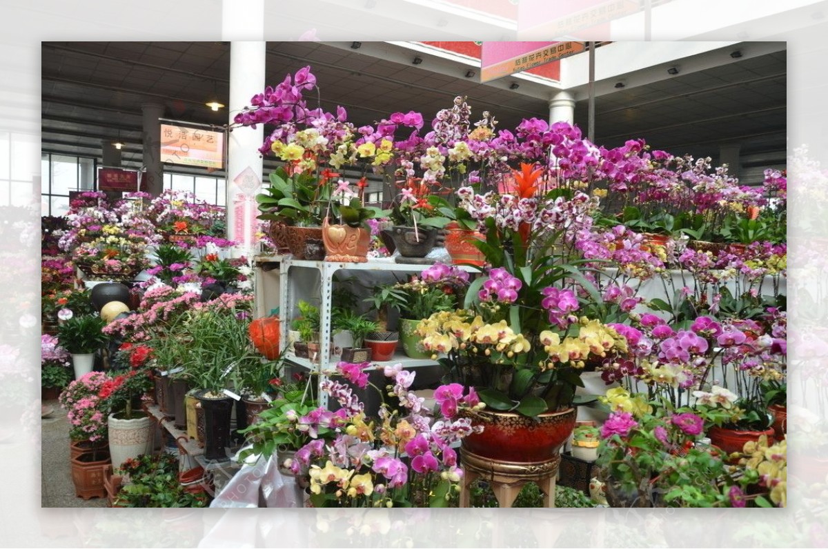 花卉市场一瞥图片