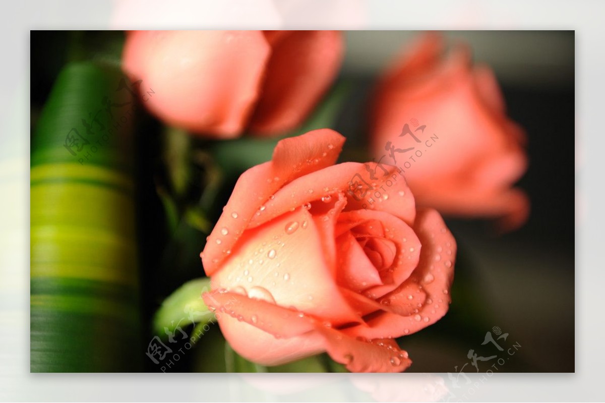 英国淡桔红玫瑰图片