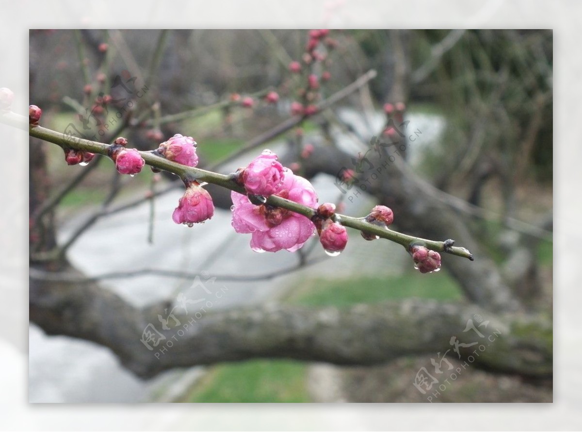 枝头梅花图片