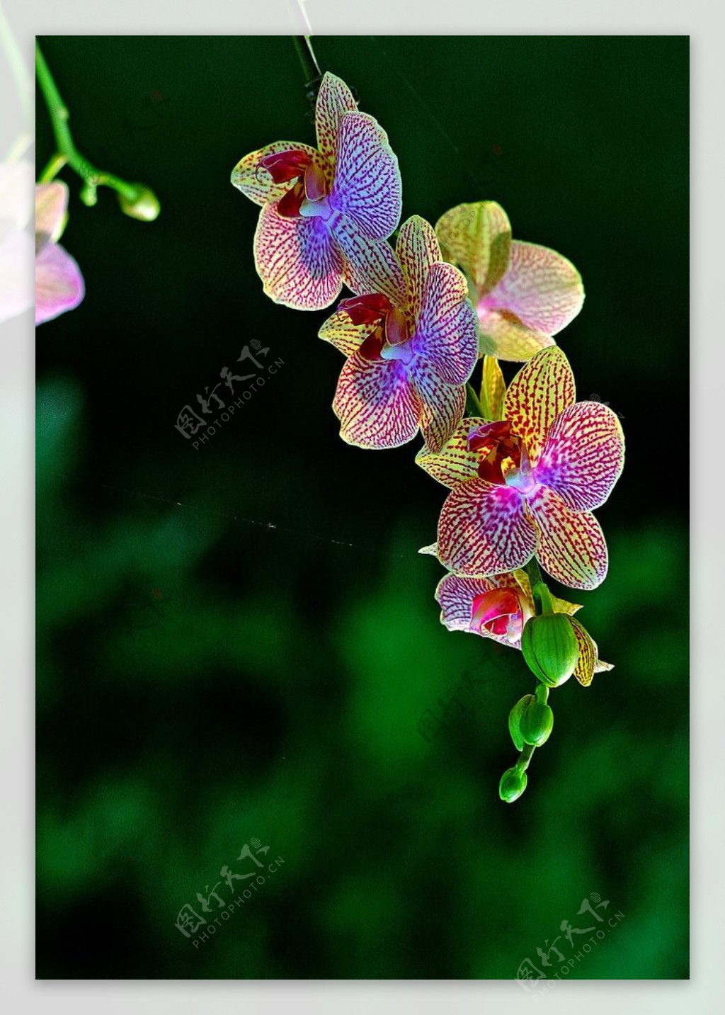 热带兰花图片