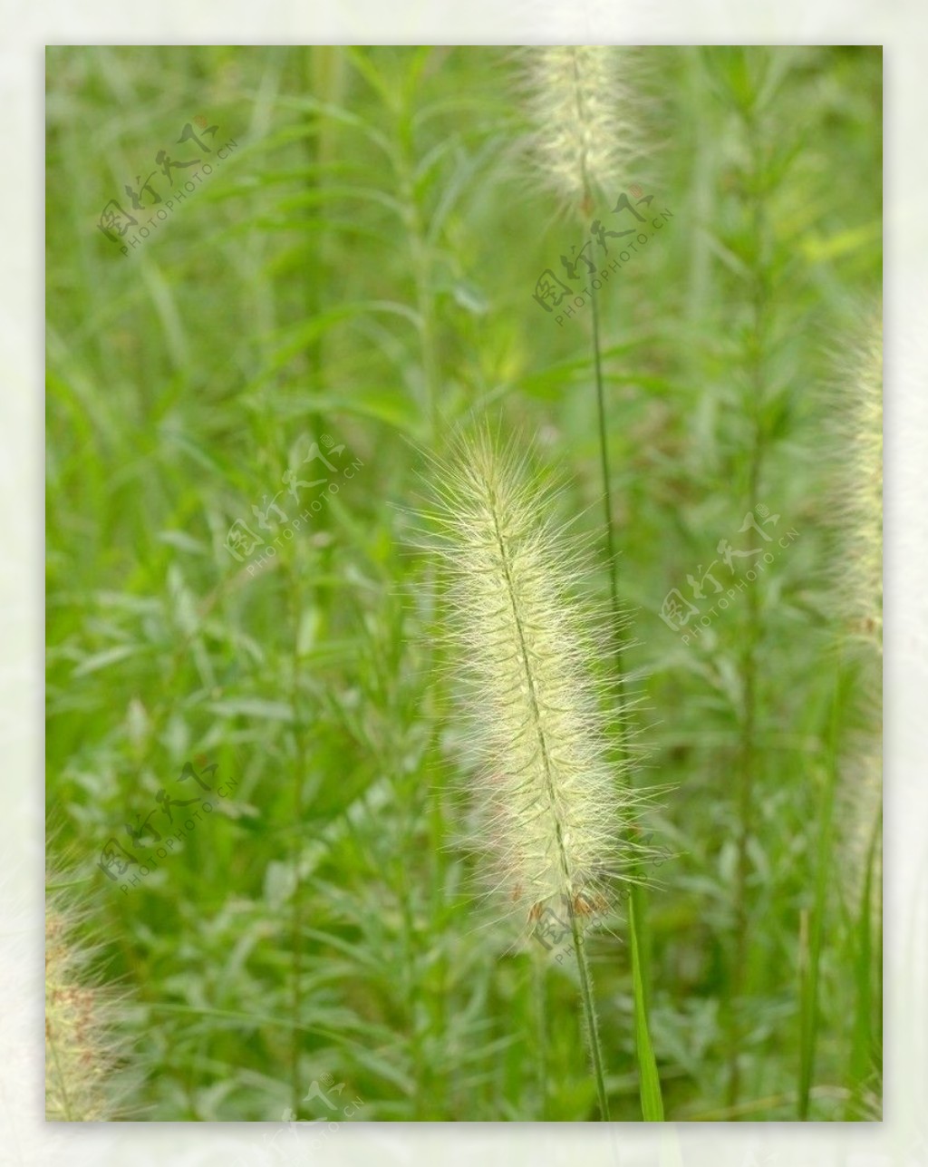 狗尾巴草图片