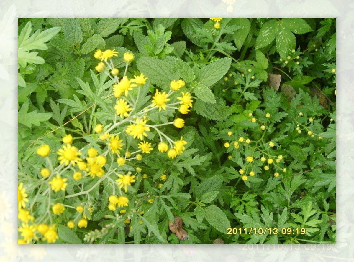 黄色野菊花图片