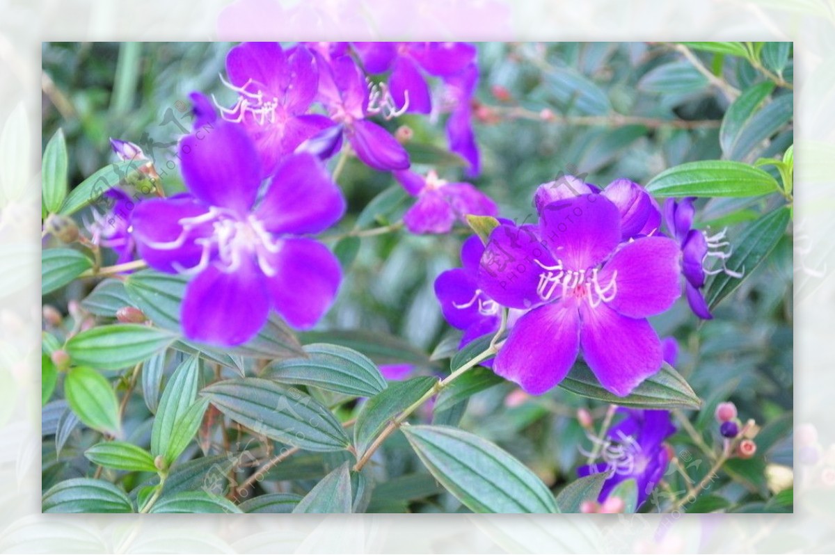 紫色小花绿叶图片