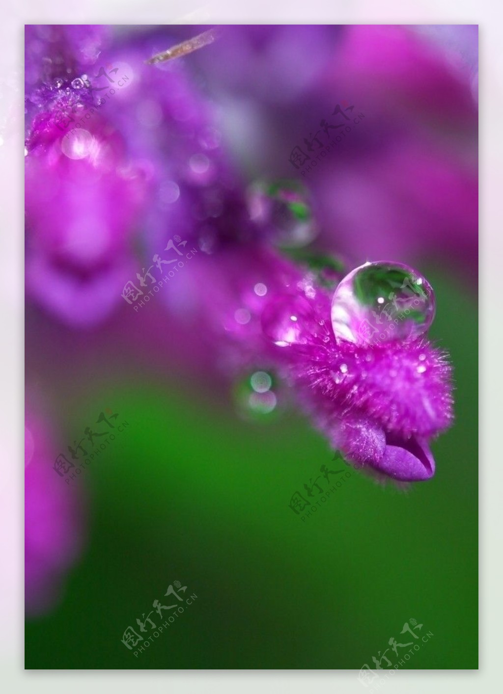 紫玉图片