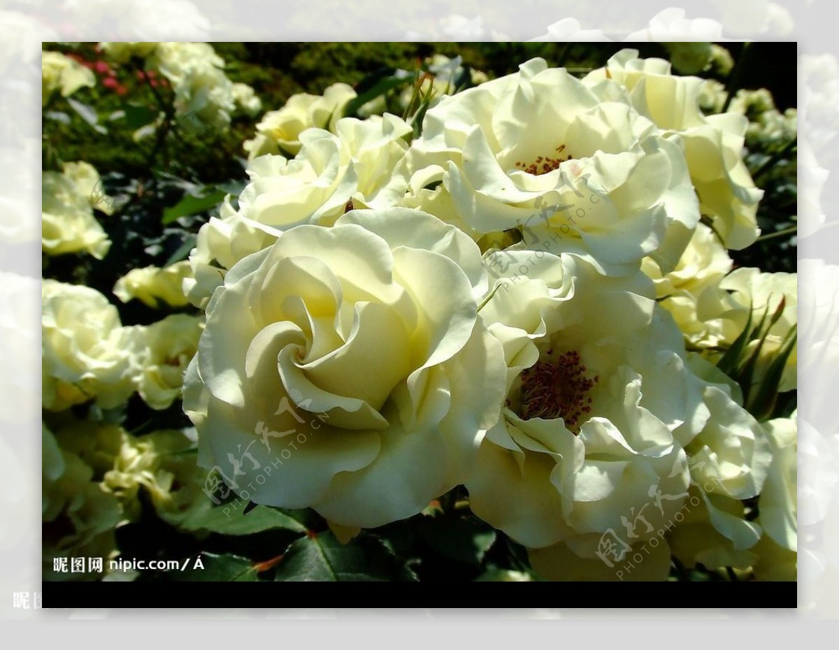 白玫瑰 - 绝美图库 - 华声论坛