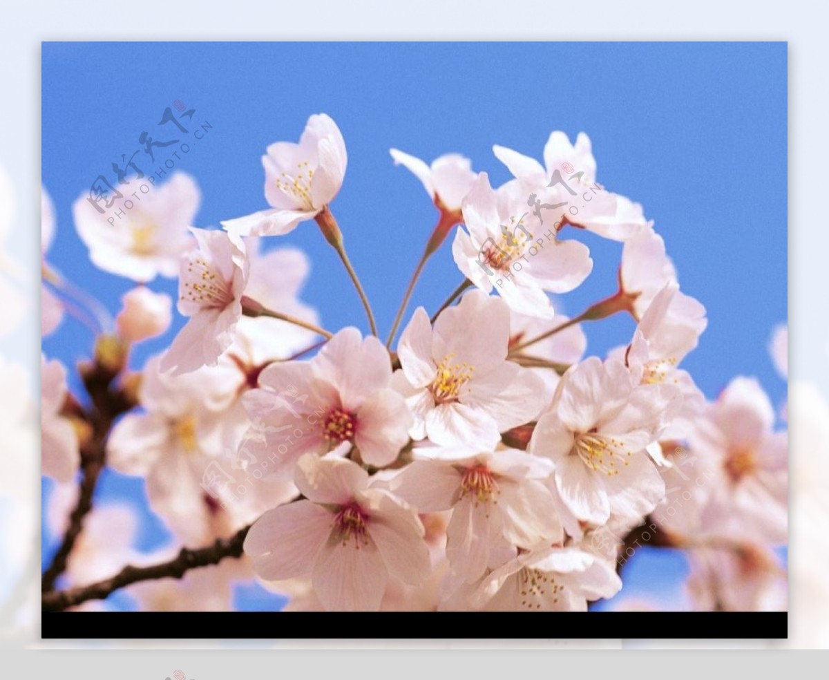 《春暖花开》 大自然壁纸_植物_太平洋科技