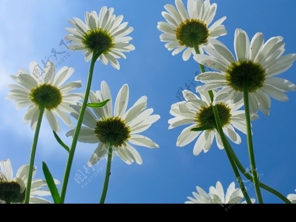 阳光下白色的菊花图片