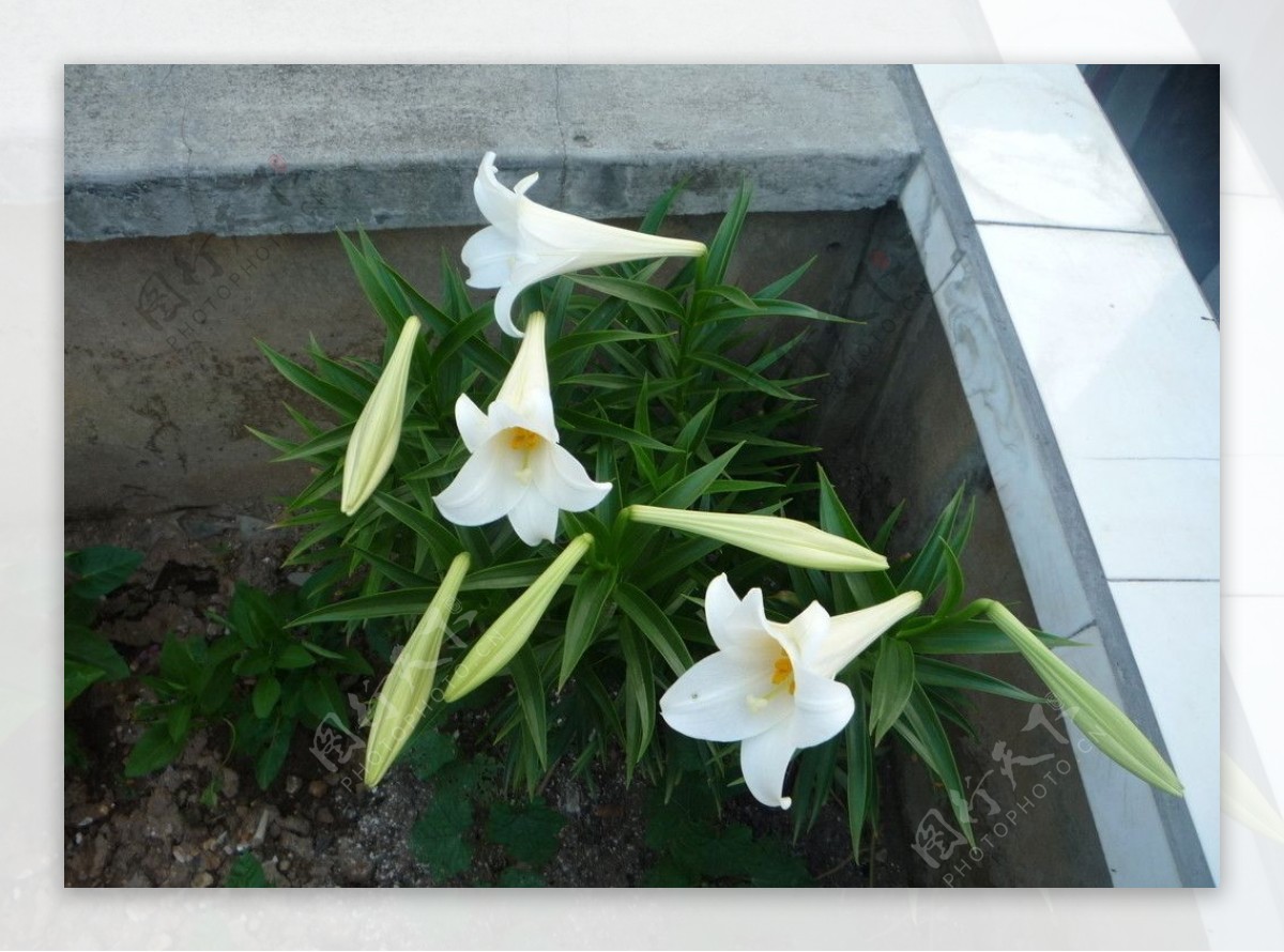 百合花花图片