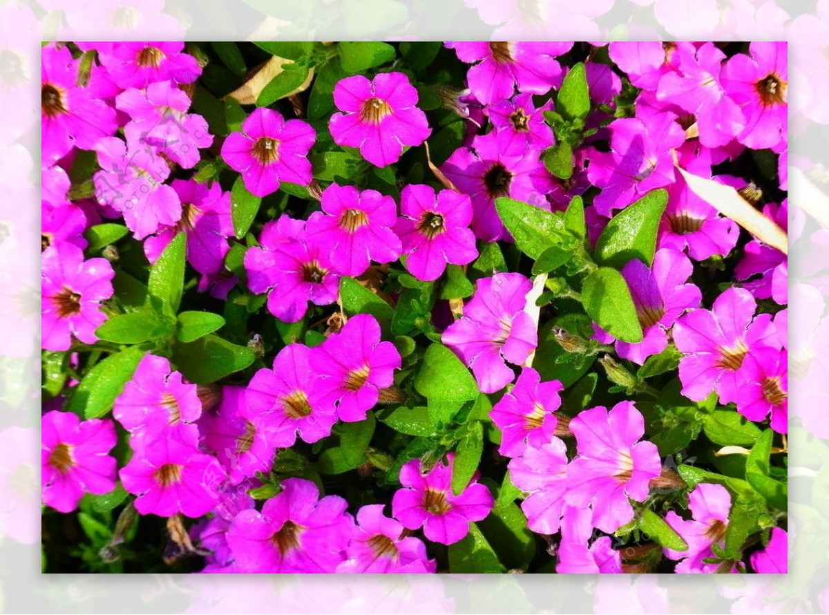 紫色喇叭花海图片