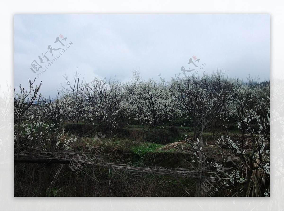 山野白色桃花图片