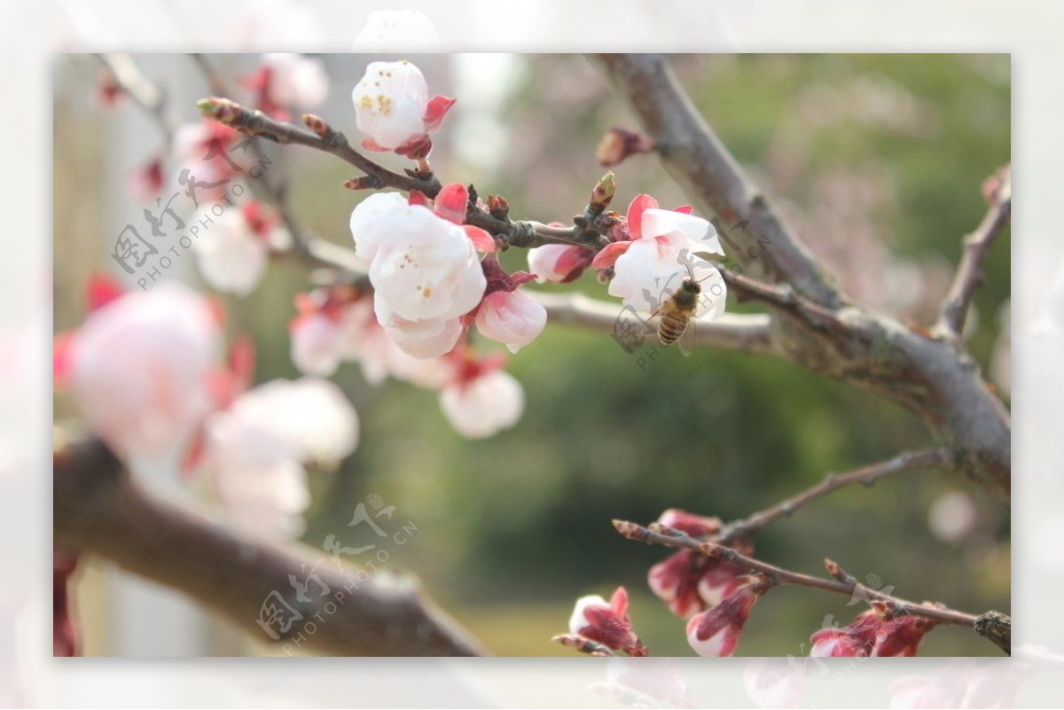 蜜蜂采蜜图片