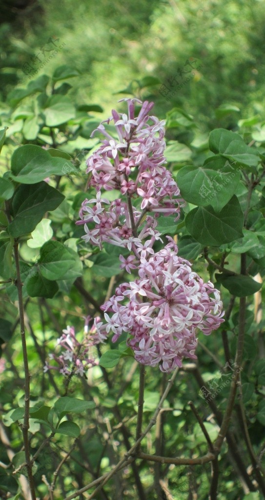 丁香花图片