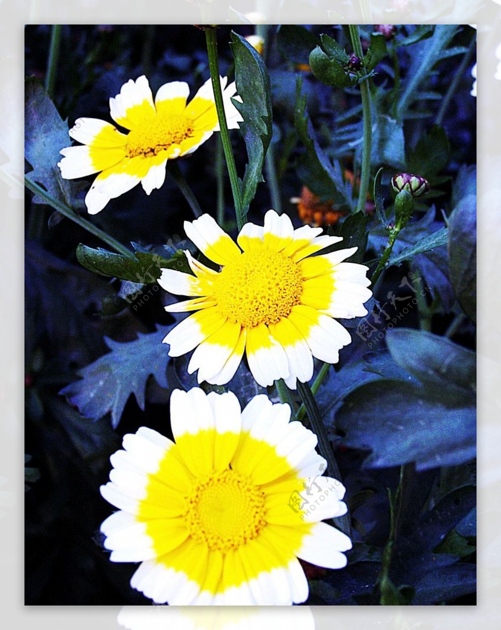 幽蓝叶子衬托下的黄白花图片