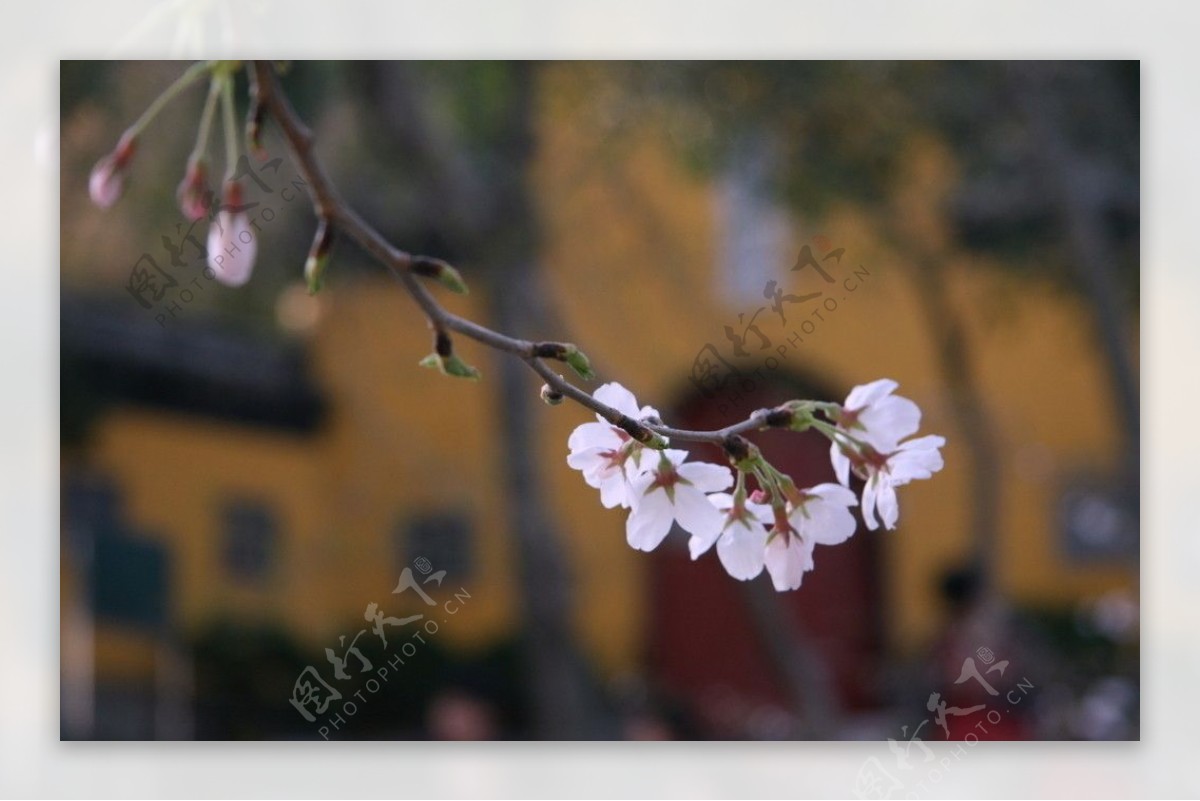 南京鸡鸣寺樱花图片