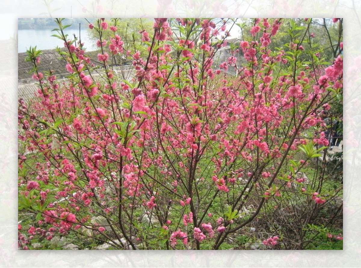 满树桃花齐闹春图片