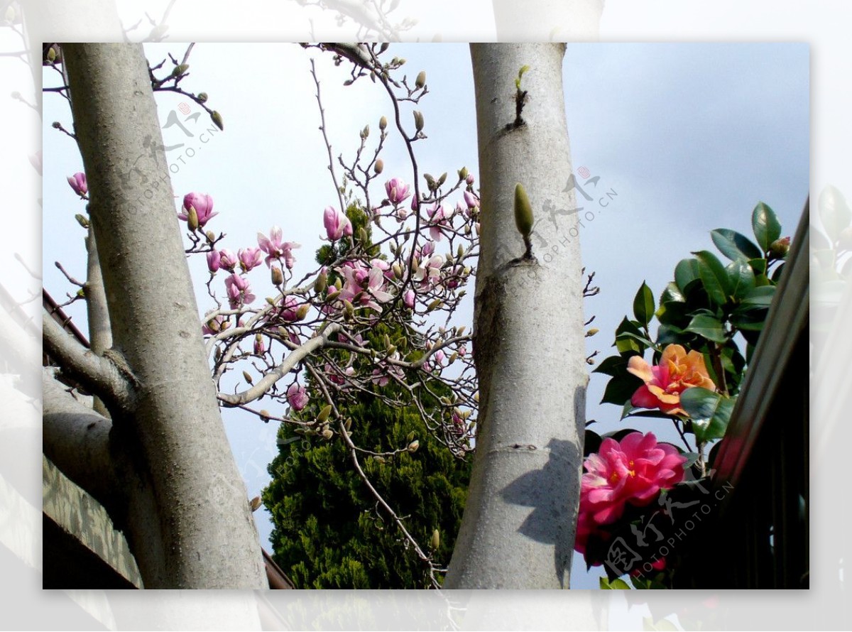 玉兰花树图片