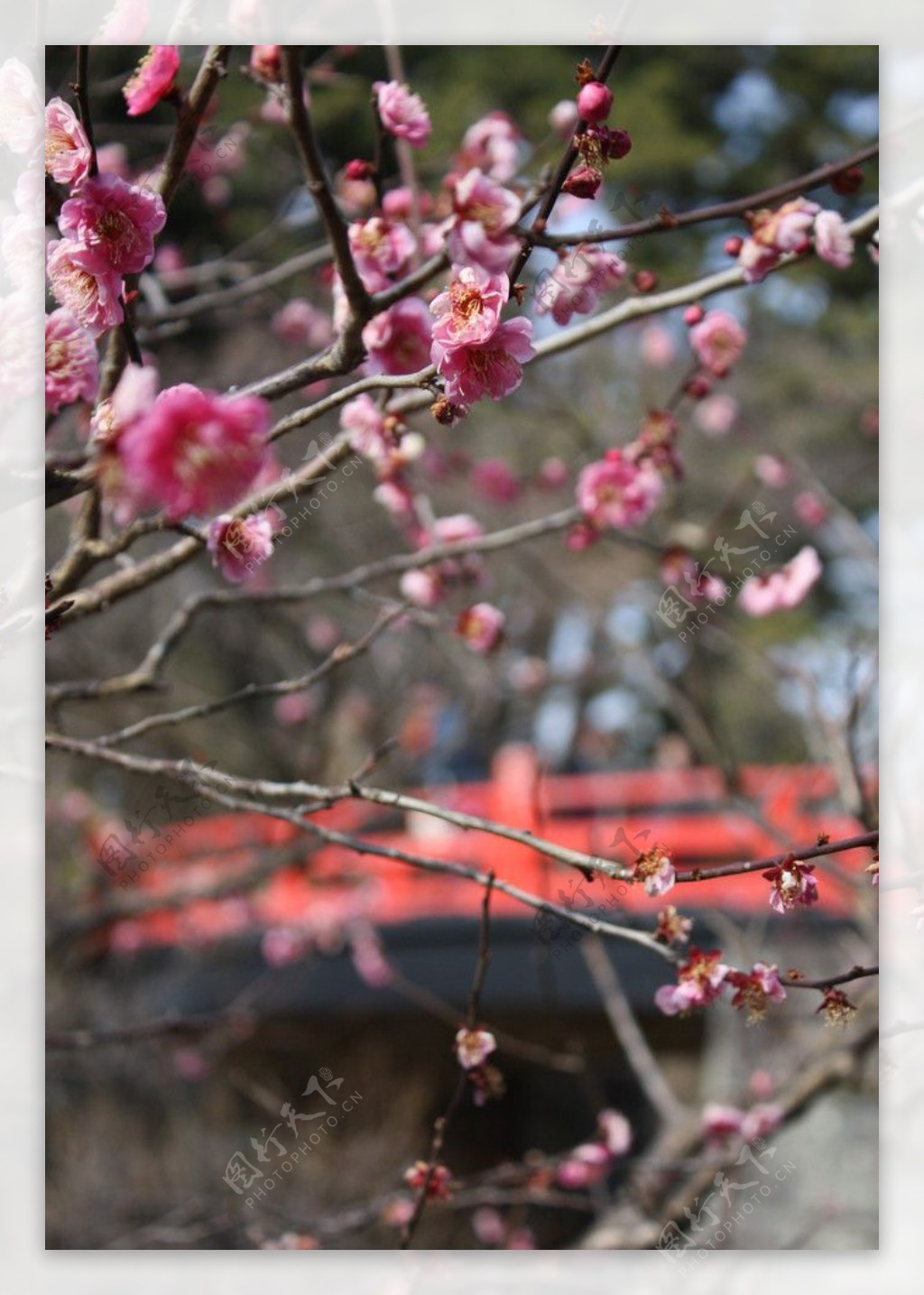 梅花圖片图片