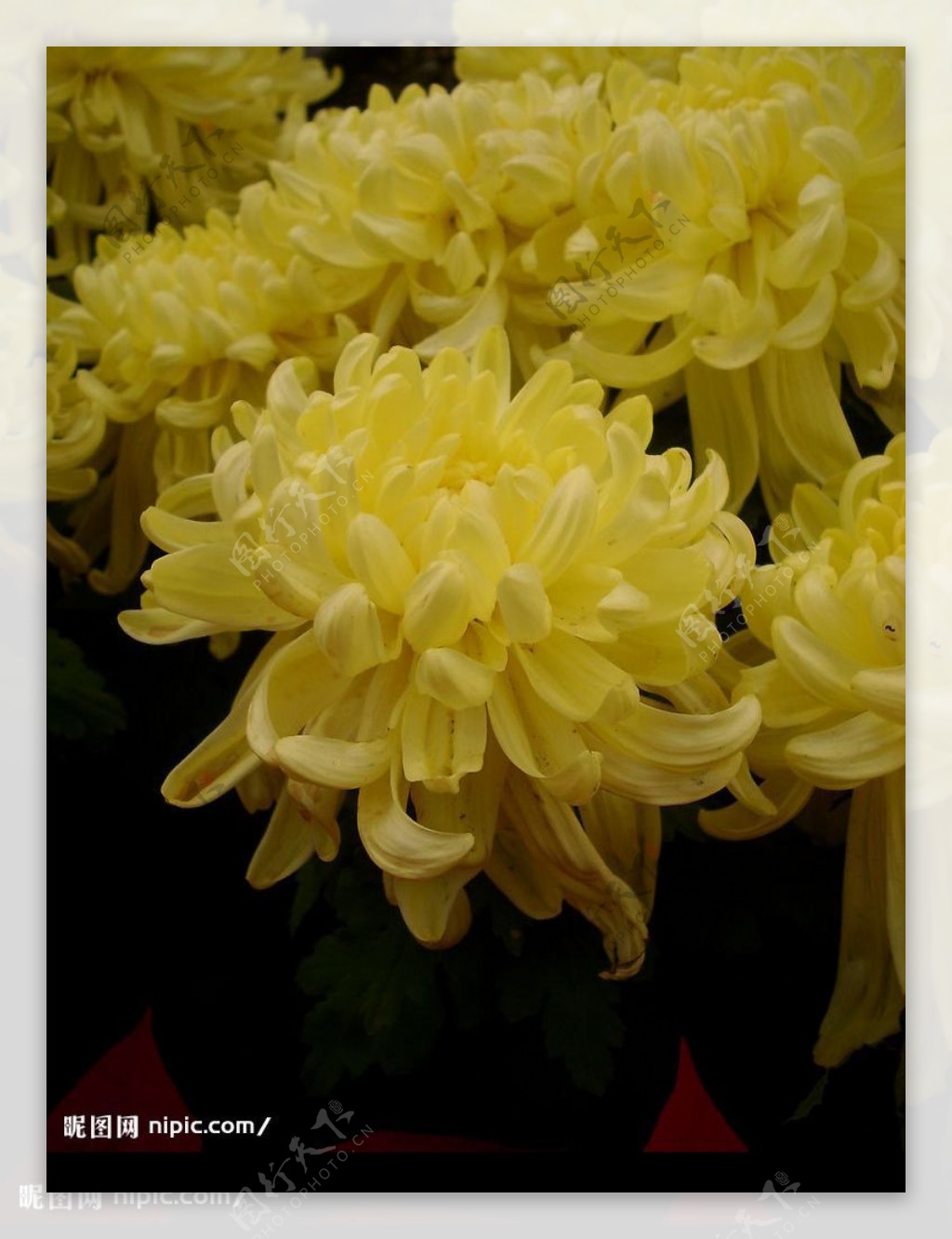 黄色的菊花写真图片