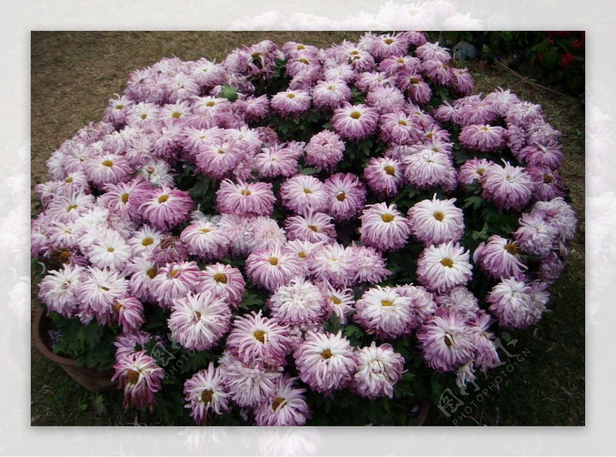 紫色的菊花图片