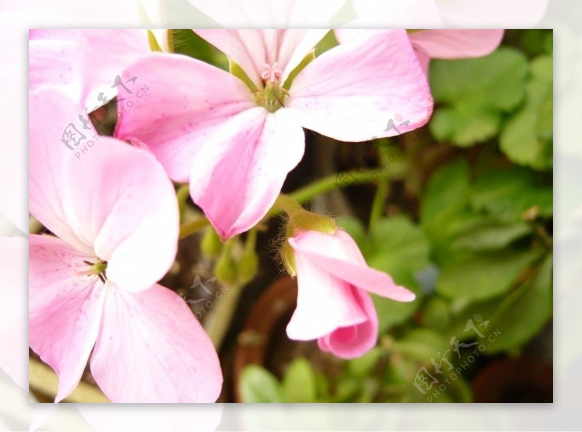 绣球花粉色图片