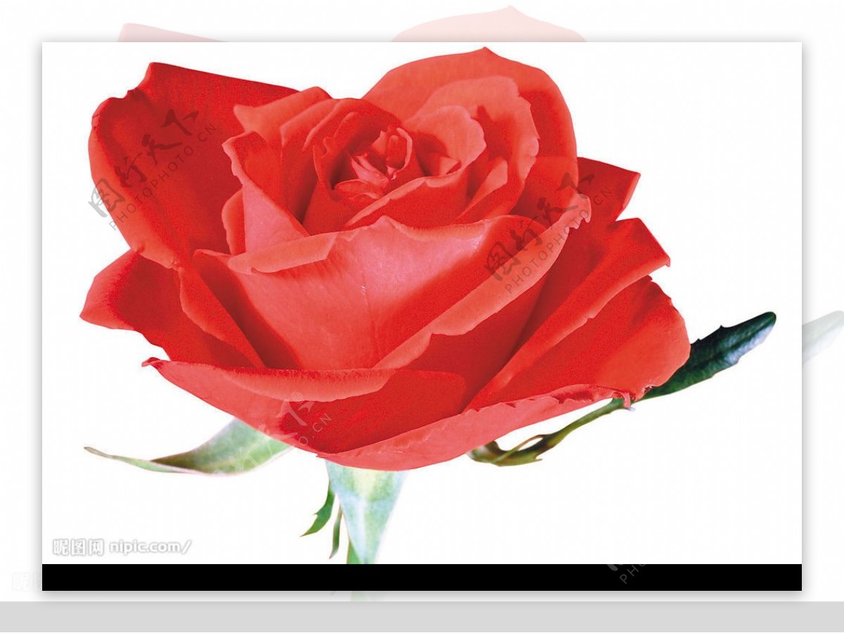 玫瑰 植物摄影壁纸_植物_太平洋科技