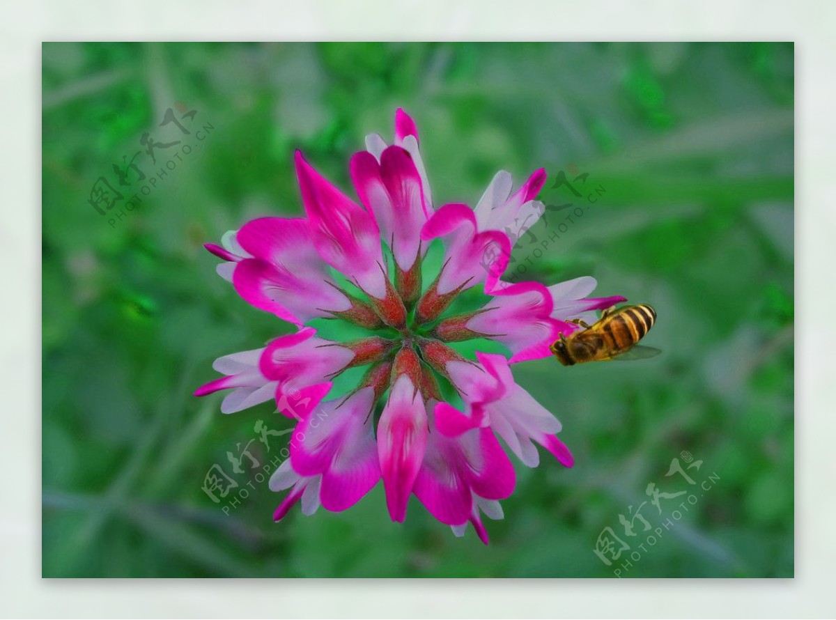 紫云英与蜜蜂图片