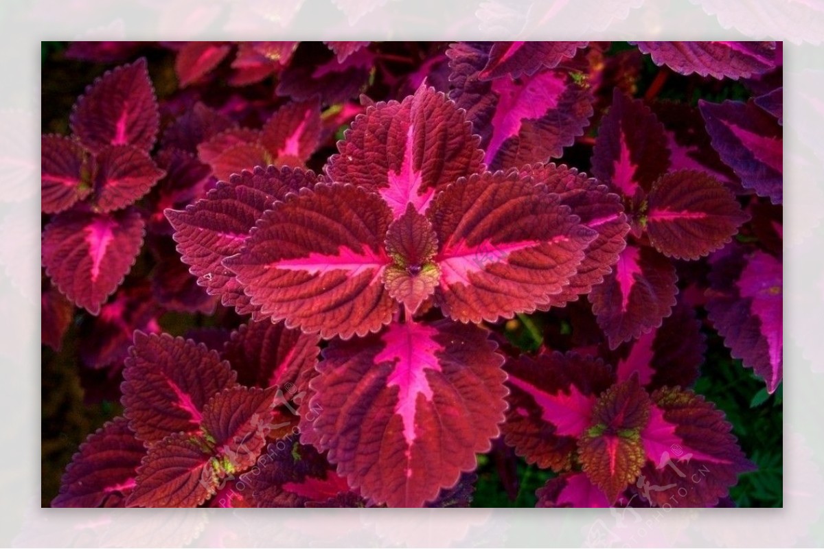 紫红彩叶草图片