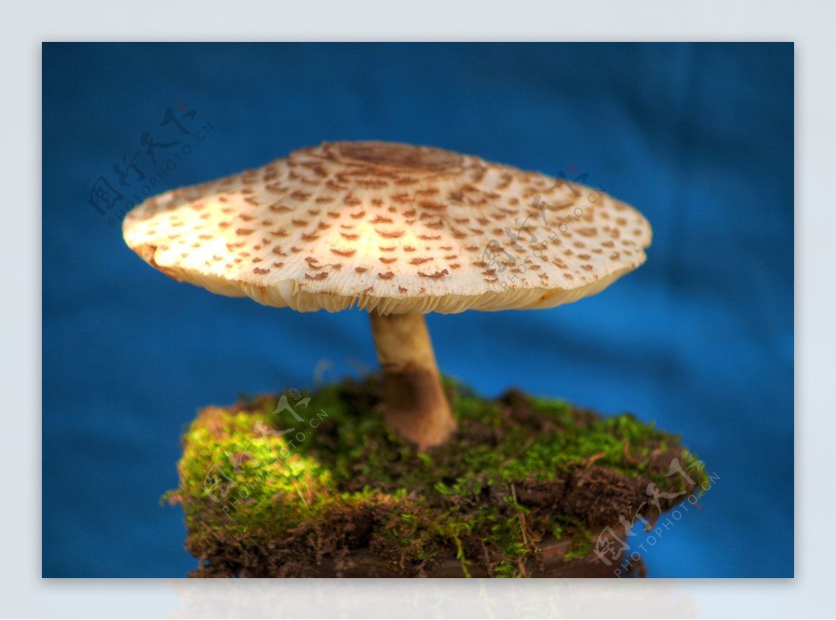 漂亮的高清蘑菇图片