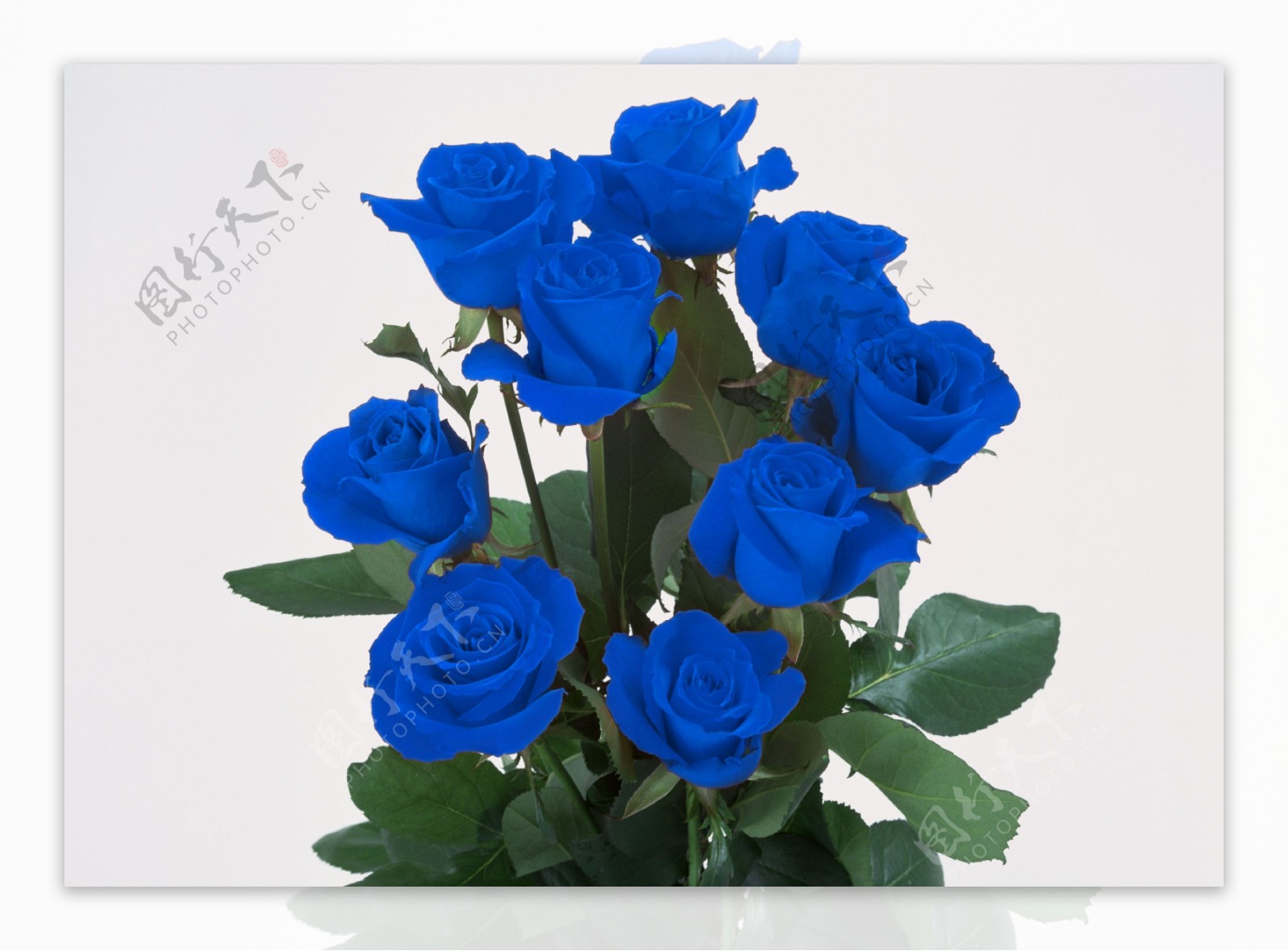 蓝色玫瑰花背景图片素材-编号26057176-图行天下