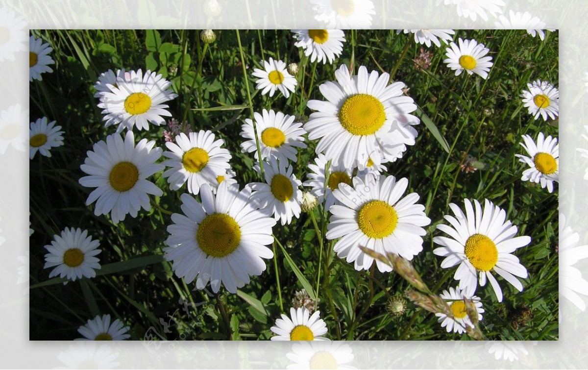 白色的菊花图片