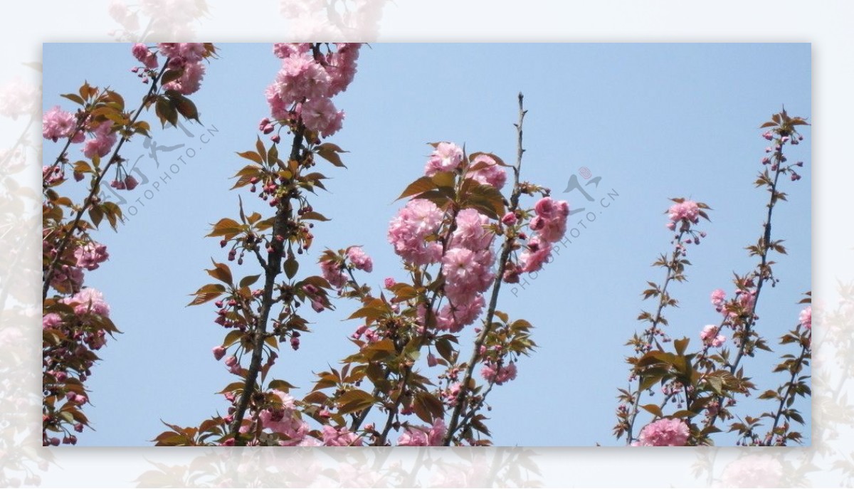 月湖公园樱花图片