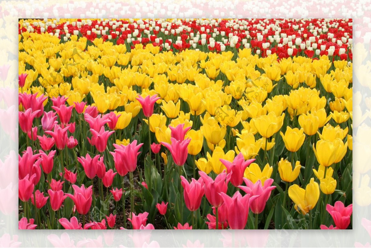 上海植物园中的郁金香花海图片