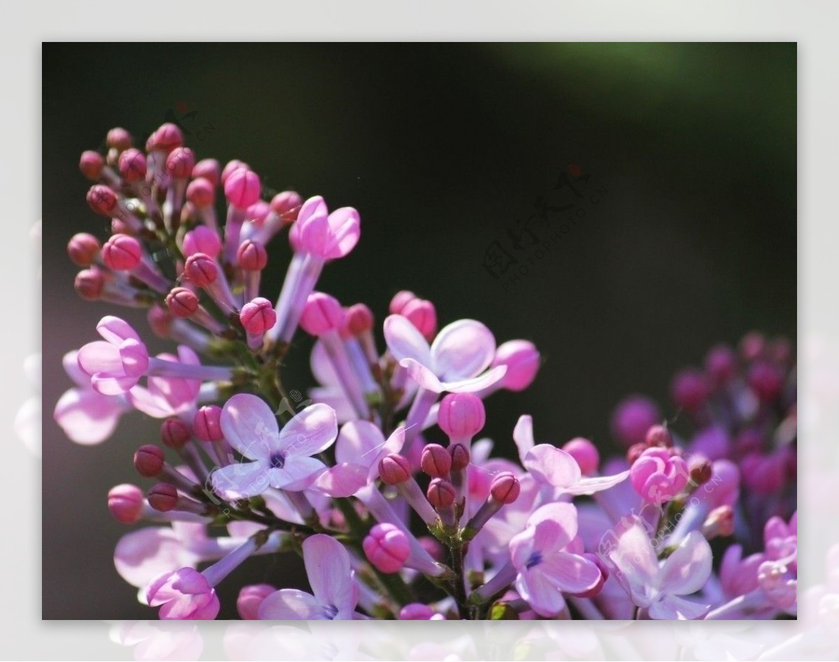 丁香花图片