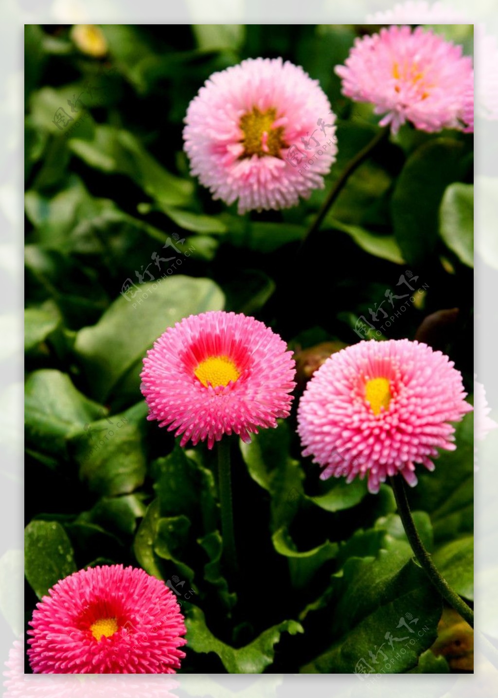 上海植物园中的花海图片