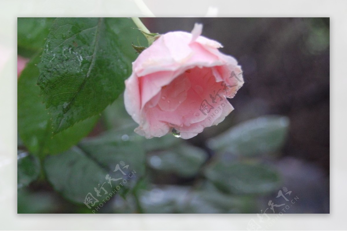 雨后月季图片