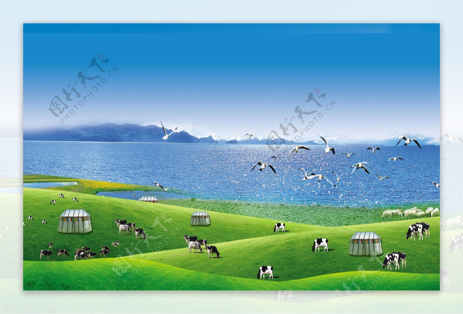 牛群绿草背景图片