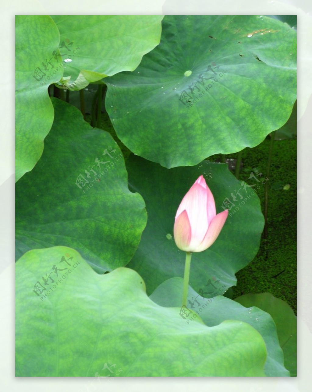 小池藕花香图片