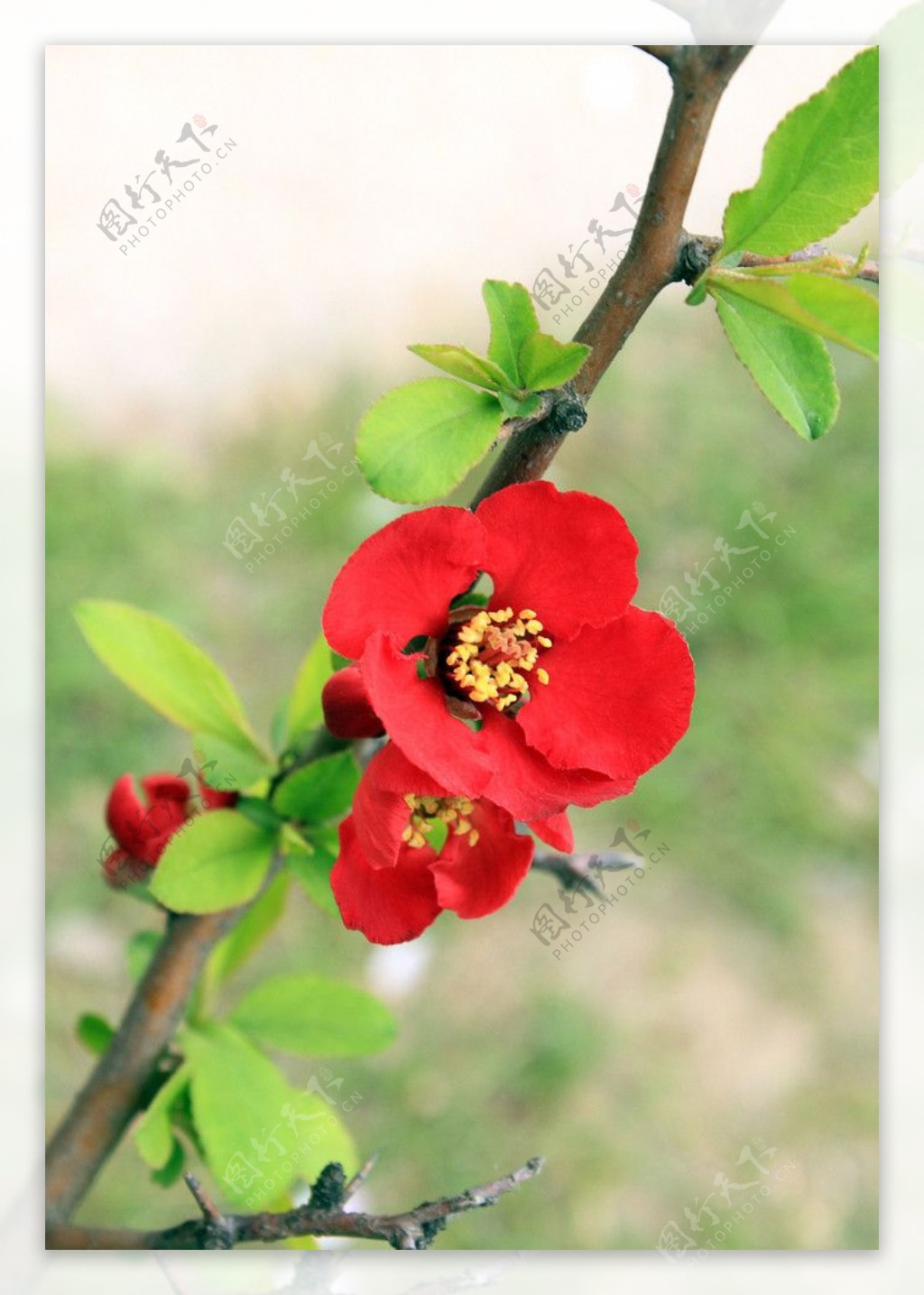 红色海棠图片