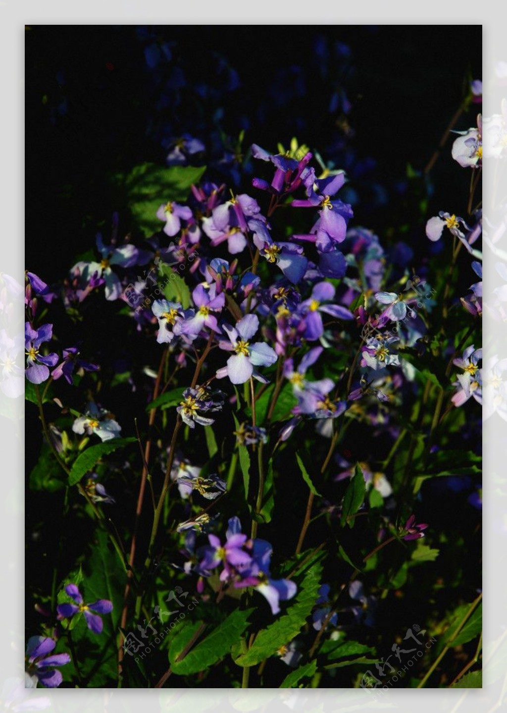 紫色的小野花图片
