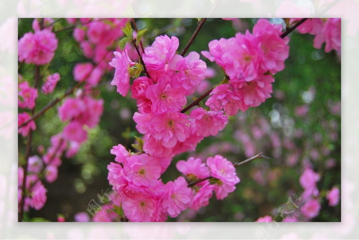 春天桃花粉色花绿叶摄影图片