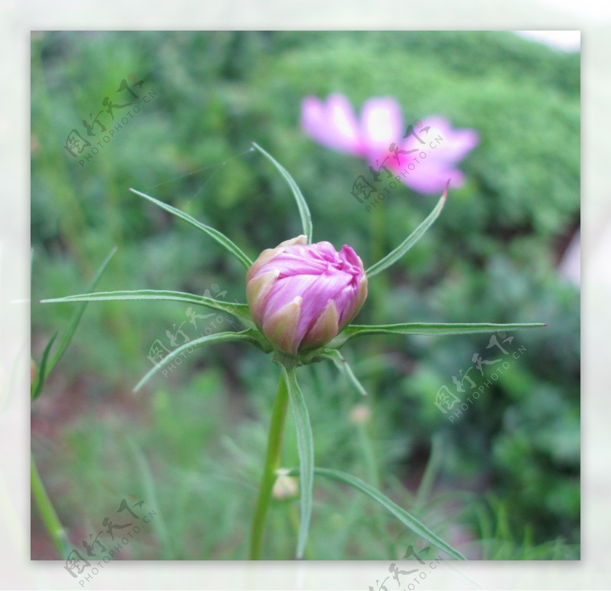 波斯菊花苞图片