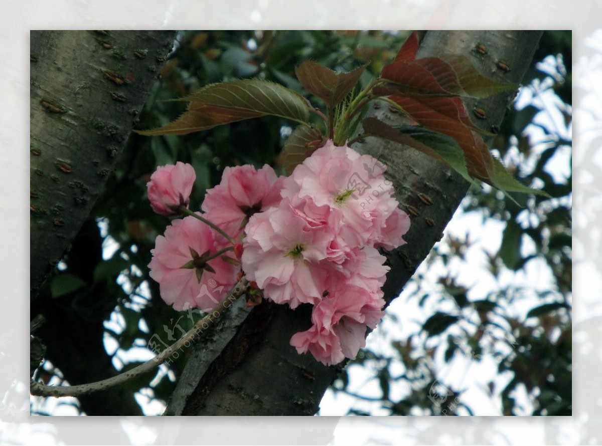 苏州樱花图片