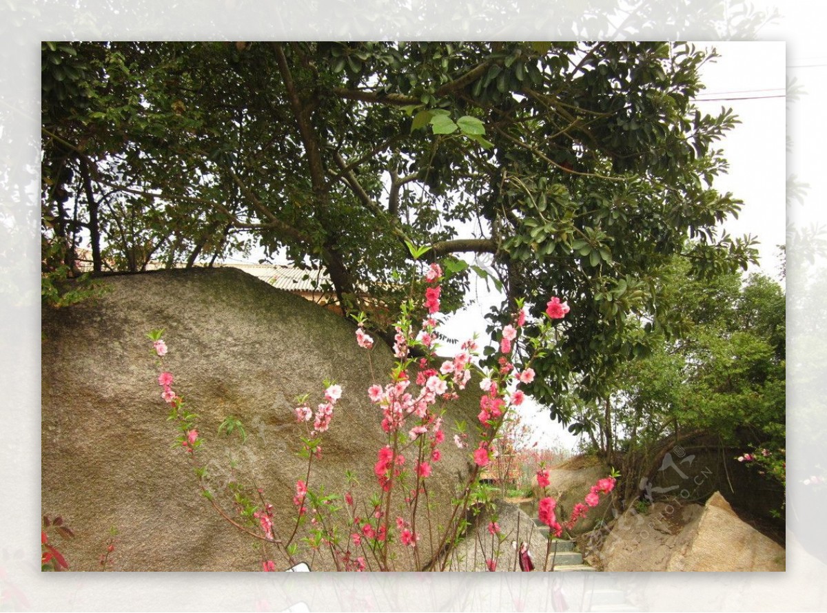 峭壁樱花图片