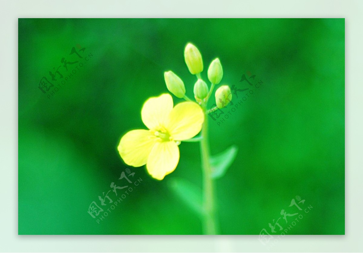 绿草地上的的小黄花图片