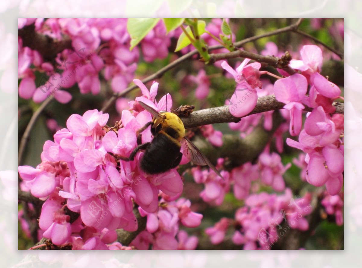 花朵蜜蜂采花蜜图片