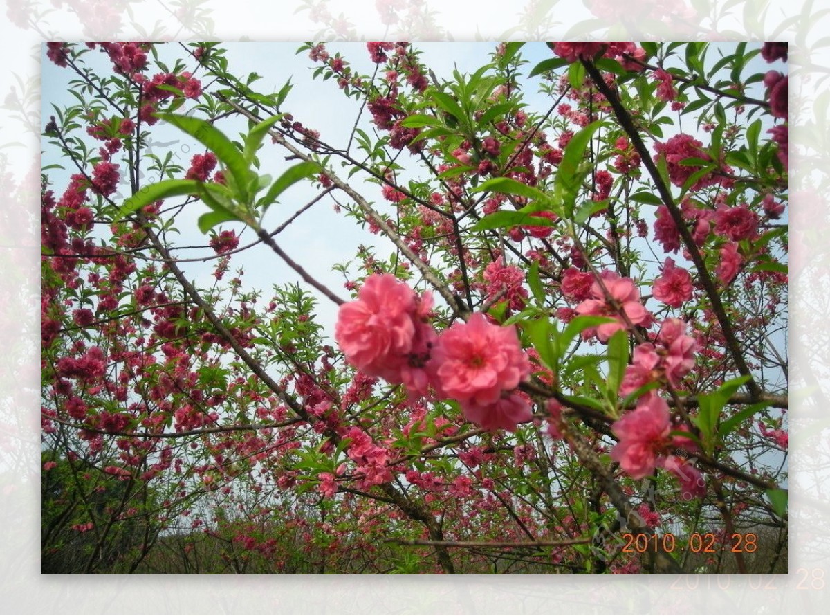 红桃争春图片