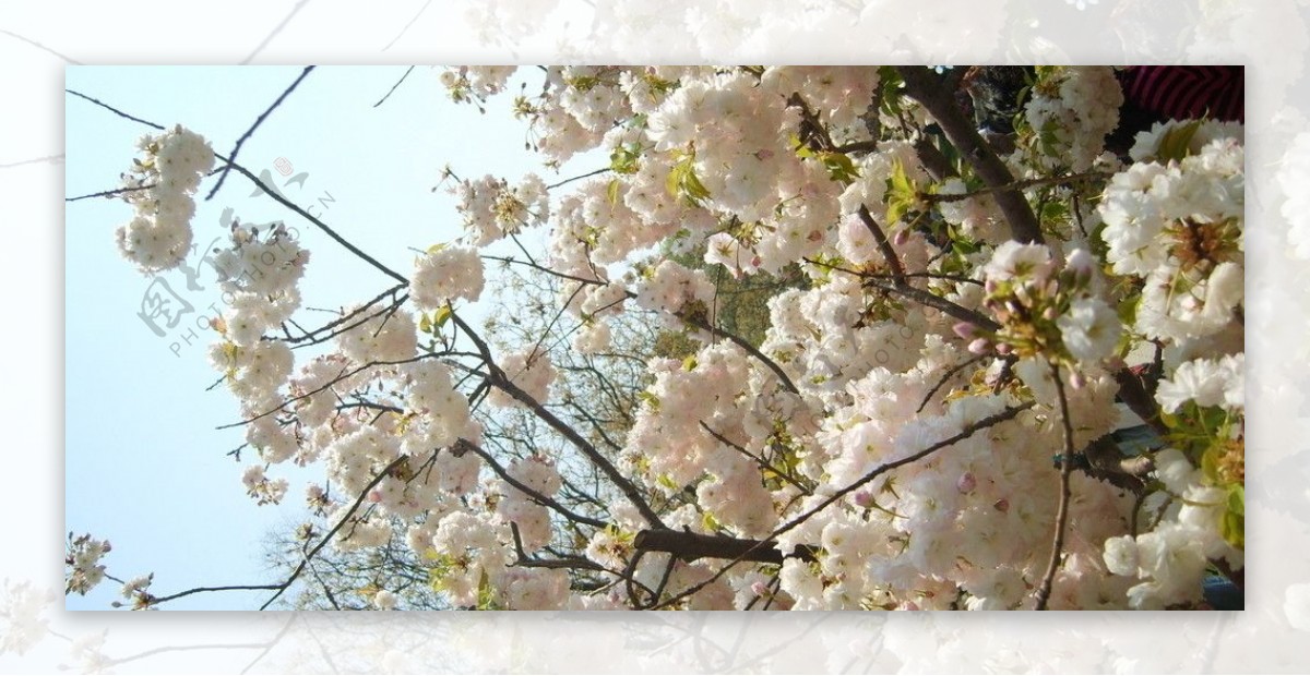 樱花2图片
